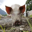 Pig 752560 960 720