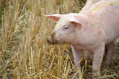 Pig in field