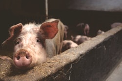 Piggy