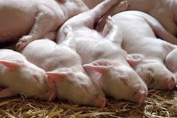 Piglet 1639587 960 720