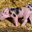 Piglet