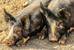 Pigs 202000 960 720