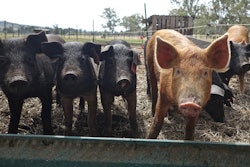Pigs 3669644 960 7201