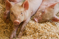 Pigs