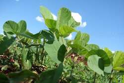 Plantation 330240 960 720