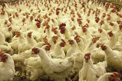 Poultry farm 1544654 1920