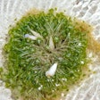 Seaweed