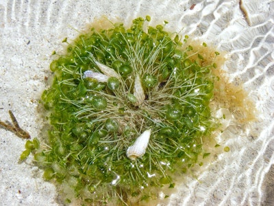 Seaweed2