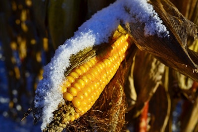 Snow corn