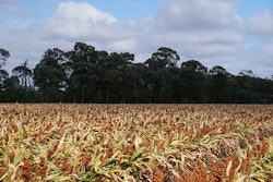 Sorghum 1568525 340