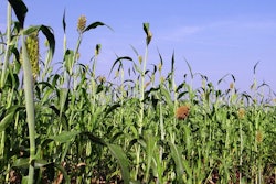 Sorghum 274432 960 720