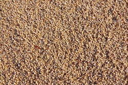 Sorghum 275257