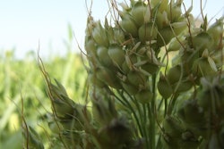 Sorghum 696915 960 720