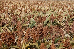 Sorghum1
