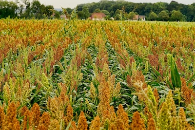 Sorghum field