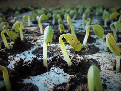 Soy planting1