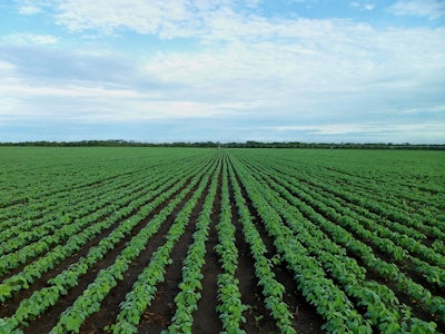 Soybean field 1610754 960 7202