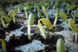 Soybean plants 1331667 960 720