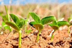 Soybeans 1543076 960 7201