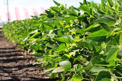 Soybeans 161205