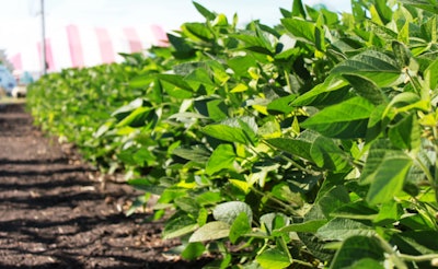 Soybeans 161205