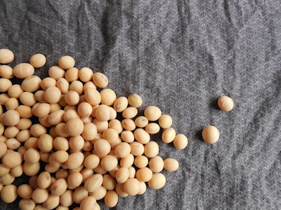 Soybeans 182294 960 720