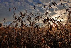 Soybeans 2922257 1280