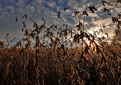 Soybeans 2922257 960 720
