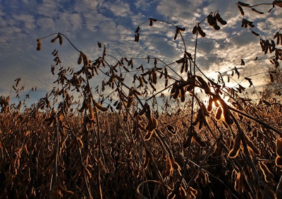 Soybeans 2922257 960 720