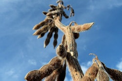 Soybeans 3760155 960 720