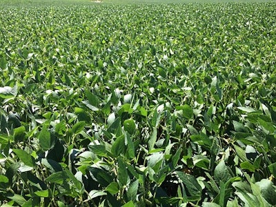 Soybeans 428752 340