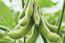 Soybeans1
