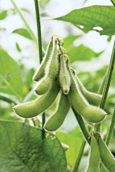 Soybeans1
