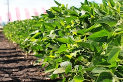 Soybeans1 10317635
