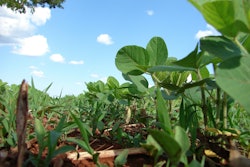 Soybeans plantation