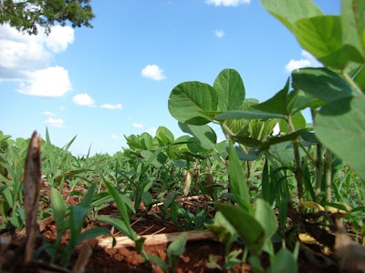 Soybeans plantation