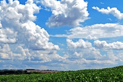 Soybeans wide