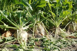 Sugar beet 837810 960 720