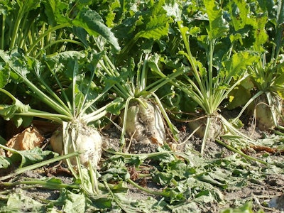 Sugar beet 837810 960 720