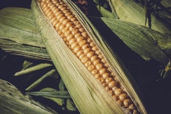 Sweet corn 3705687 960 7201