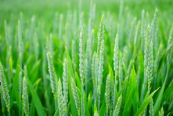 Wheat 1117267 1280