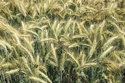 Wheat 1621828 960 720