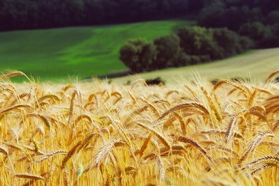 Wheat 1995041 960 720