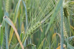 Wheat 2433732 960 720