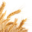 Wheat 2679158 960 720