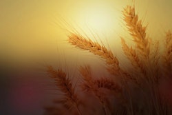 Wheat 2713927 960 720