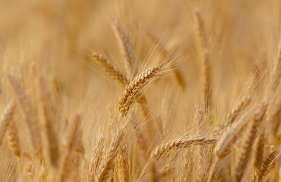 Wheat 3241114 960 7204