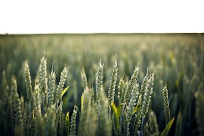 Wheat 336520