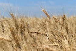 Wheat 3538392 960 720