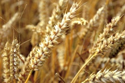 Wheat 3621578 960 720